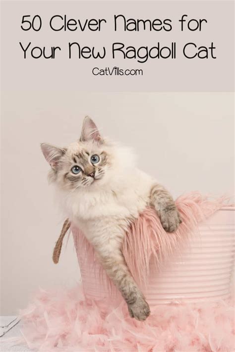 50 Clever Ragdoll Cat Names We Just Love