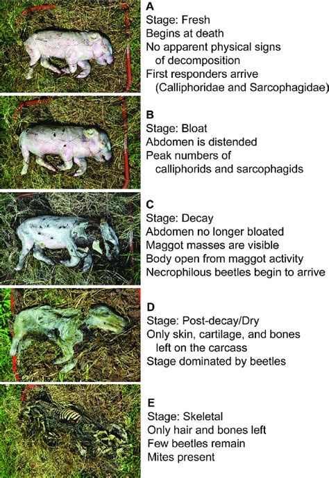 Decomposition Stages Of Neonate Pigs Showing Pigs At Each Stage Of