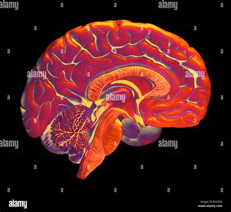 Half Human Brain Hi Res Stock Photography And Images Alamy