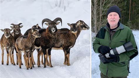 Tomas Fotade Vilda Mufflonfår I Grycksbo Ska Inte Finnas I Området