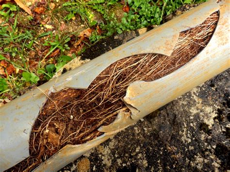 What is a main sewer line? How to Look Out for a Main Sewer Line Clog to Protect Your ...