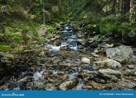 Mountain Stream In The Forest Stock Photo Image Of Poland Vegetation