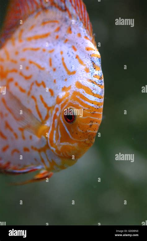 Pigeon Blood Discus Fish Symphysodon Aequifasciatus Adult Stock Photo