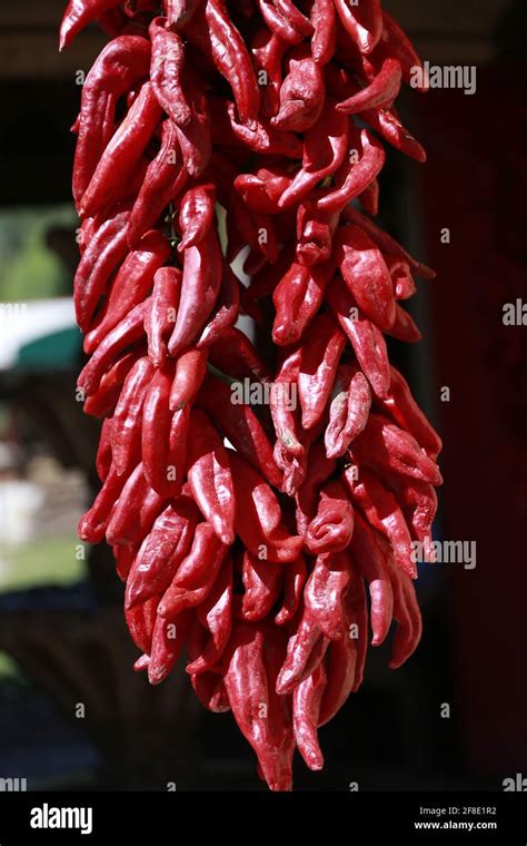 Ristras de chile rojo en la localidad de Mazocahui es parte de la ruta del Río Sonora México