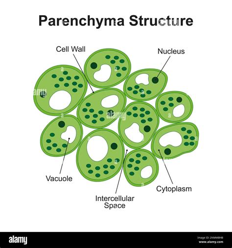 Plant Parenchyma Structure Illustration Stock Photo Alamy