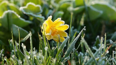 Spring Time Lapse Winter Snow Melts Flower Crocus Early Spring Flowers