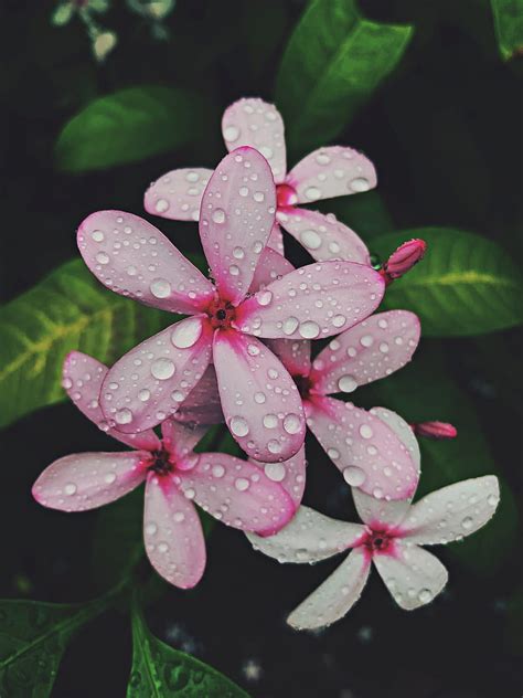 Pink And White Flower With Water Droplets Hd Phone Wallpaper Peakpx