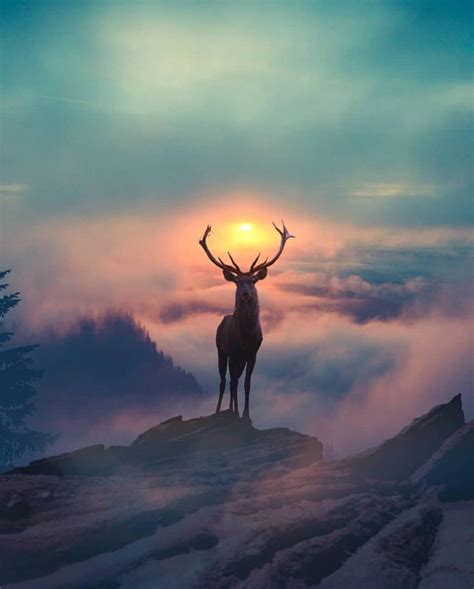 This Majestic Deer Barnorama