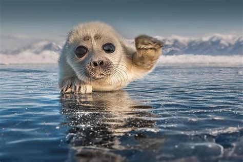 Lake Baikal Freshwater Seal Pup Photo By Sergey Anisimov Mostbeautiful