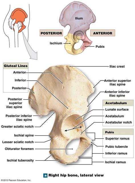 The Ischium Of The Right Coxal Bone Anatomy Bones Medical Anatomy