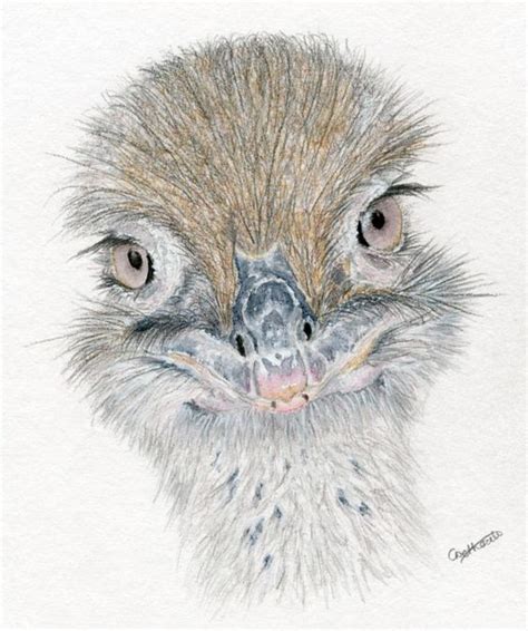 Ossy The Ostrich Mounted Limited Edition Giclee Print Of An Ostrich From An Original