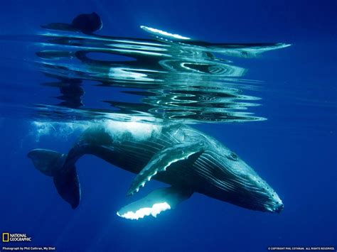 Humpback Whale Wallpapers Wallpaper Cave