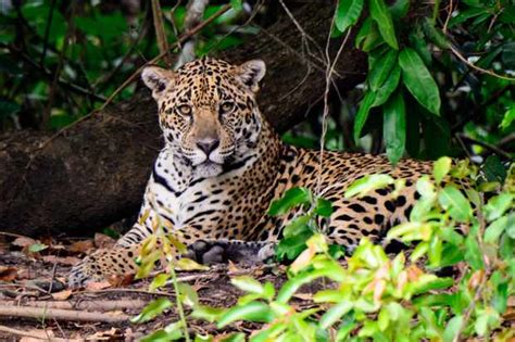 Jaguar Guide How To Identify Where To See And
