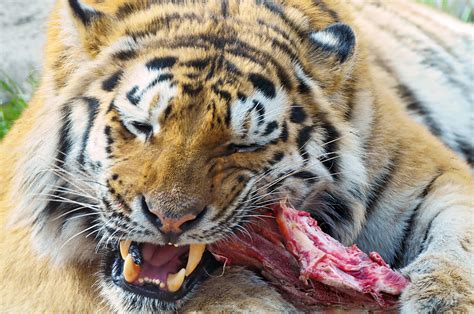 The tiger (panthera tigris) is the largest living cat species and a member of the genus panthera. Tiger eating his meat | Flickr - Photo Sharing!