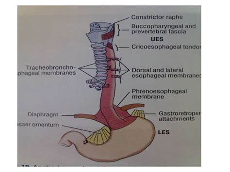 Anatomy Of Esophagus By Dr Ravindra Daggupati