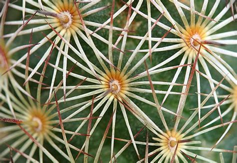 Maybe you would like to learn more about one of these? Spines: Spines In Cactus
