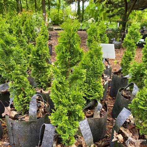 Thuja Occidentalis Degroots Spire 3 American Arborvitae Scioto