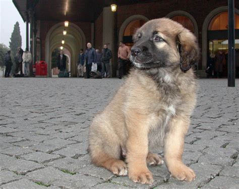 Five Best Large German Dog Breeds Pethelpful