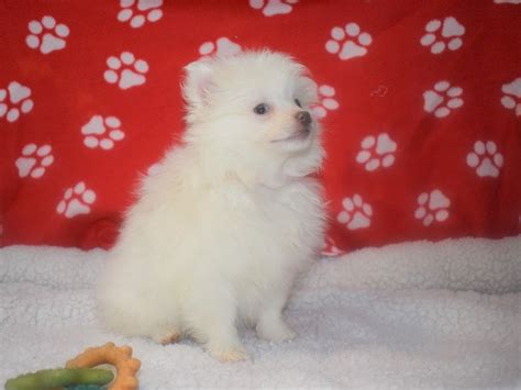 Pomeranian Dog Female 2066741 My Next Puppy