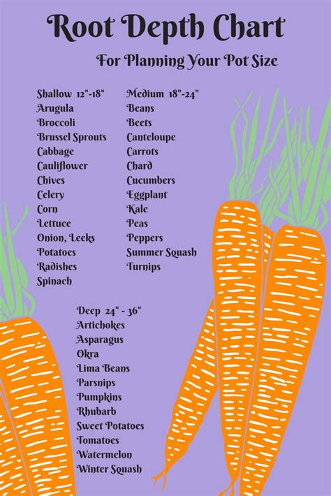 Identification Root Vegetables Chart