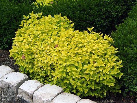 Spirea 'gold mound' is a very popular and reliable shrub. Goldmound Spirea