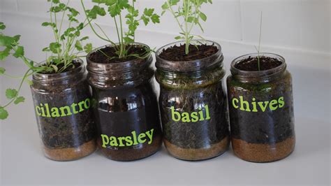 Herb Jars Herb Jar Growing Herbs Inside Planting Herbs