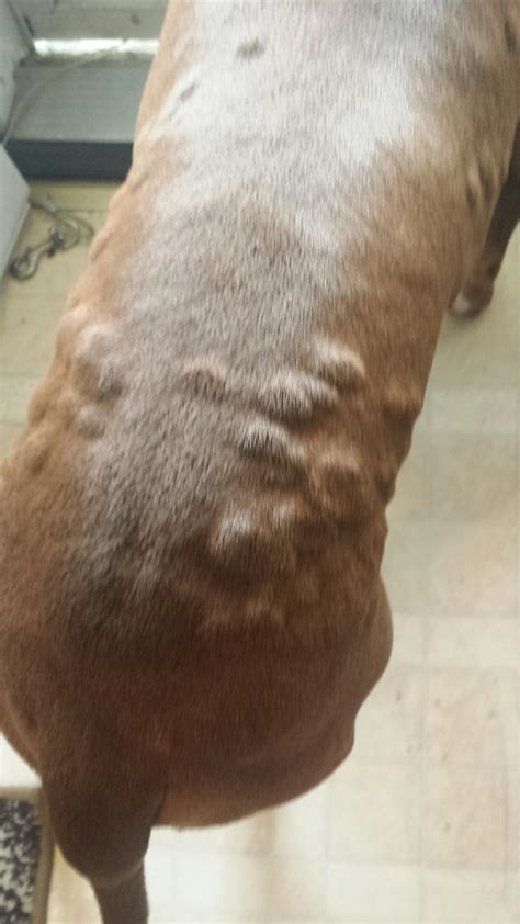 Itchy Bumps On Dogs Skin