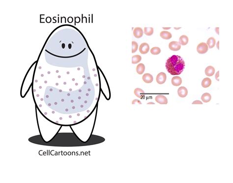 Granulocytes Cell Cartoons