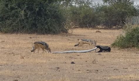 Must See Resilient Honey Badger Holds Its Own Against 2 Jackals In A