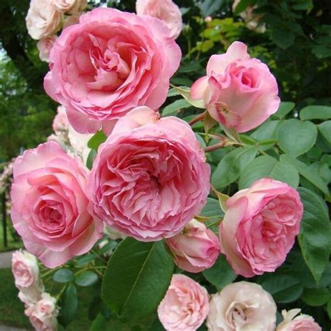 Mini Eden Rose Mini Pierre De Ronsard Rózsaszín Futórózsa Florapont
