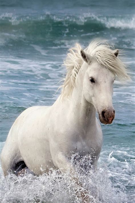 White Horse In The Sea Wavesiphone640x960