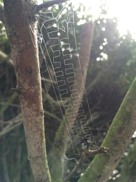 The Most Unique Spider Web Ive Ever Seen 9gag