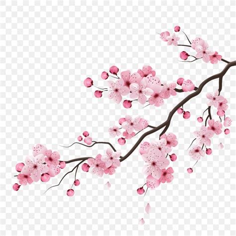 Cherry Blossom Vector Graphics Drawing Illustration Png
