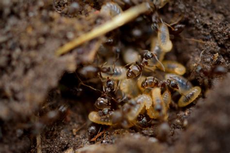 Prevent Termites In Your Crawl Space With Encapsulation