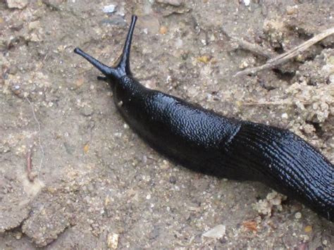 Black Slug Captured In Norfolk Nature Photos Nature Animals