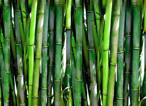 Manfaat Bambu Sebagai Tanaman Konservasi Das Menanam Bambu Sekitar