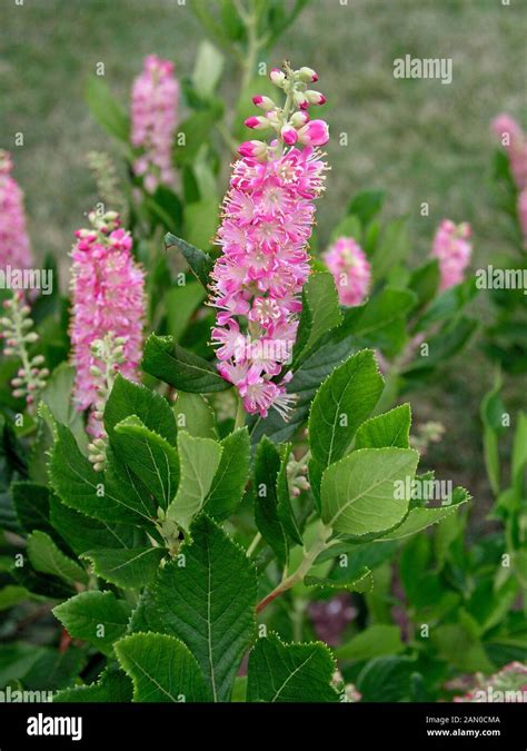Clethra Alnifolia Ruby Spice Sweet Pepper Bush Stock Photo Alamy