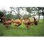 Domestic Chickens  Stock Image E764/0423 Science Photo Library