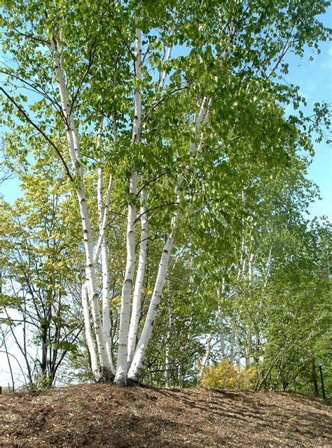 Betula Papyrifera Paper Or Canoe Birch Tree In 3l Pot Grown Peat Free 4ft Ebay