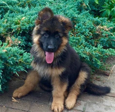 The german shepherd is sharp as a tack and completely dedicated and in love with its family. Dog and dilf of the week #5 - Dogs and Dilfs