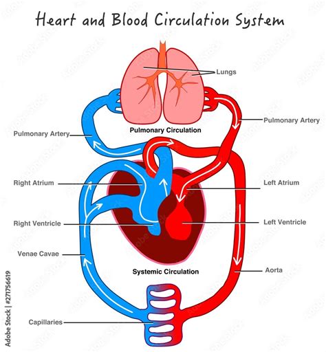 Simple Basic Simple Diagram Of The Circulatory System Diagram Media