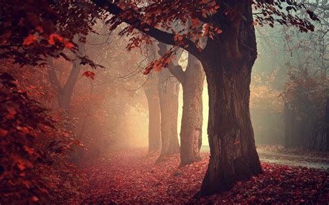 壁纸 阳光 树木 景观 森林 秋季 树叶 性质 红 路 科 早上 薄雾 花 厂 季节 黑暗 林地 栖息地