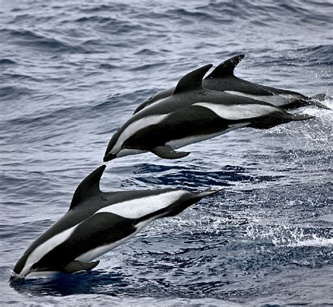 Hourglass Dolphins Marine Animals