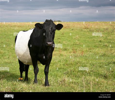 Belted Galloway Cow On A Hay Field Stock Photo Alamy