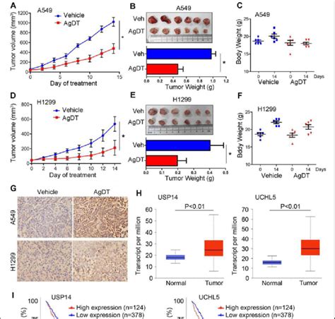Agdt Inhibits Tumor Growth In Vivo Nude Mice Bearing A And H My XXX Hot Girl
