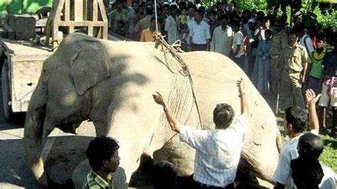 Trem mata pelo menos sete elefantes na Índia