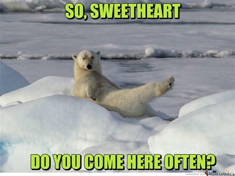 Check Out This Funny Meme Polar Bear Bear Polar