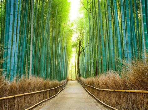 The 25 Most Beautiful Places In Japan Beautiful Places In Japan Most Beautiful Places Bamboo