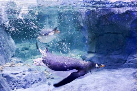 Awadorbs Gentoo Penguins From Wonders Of Wildlife Aquarium