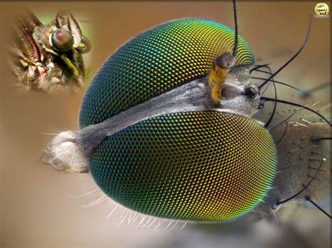 Sineklerdeki göz, bir ışığın titreşimlerini saniyede 330 defaya kadar